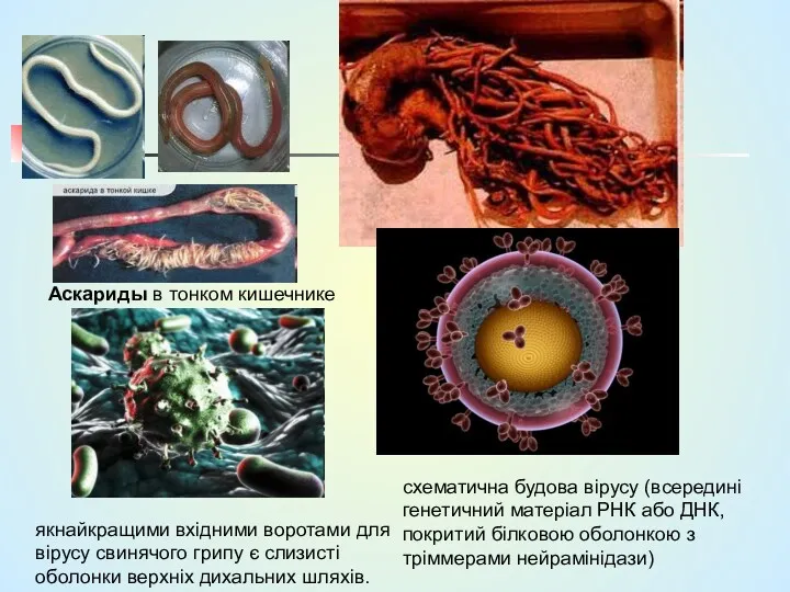 Аскариды в тонком кишечнике якнайкращими вхідними воротами для вірусу свинячого