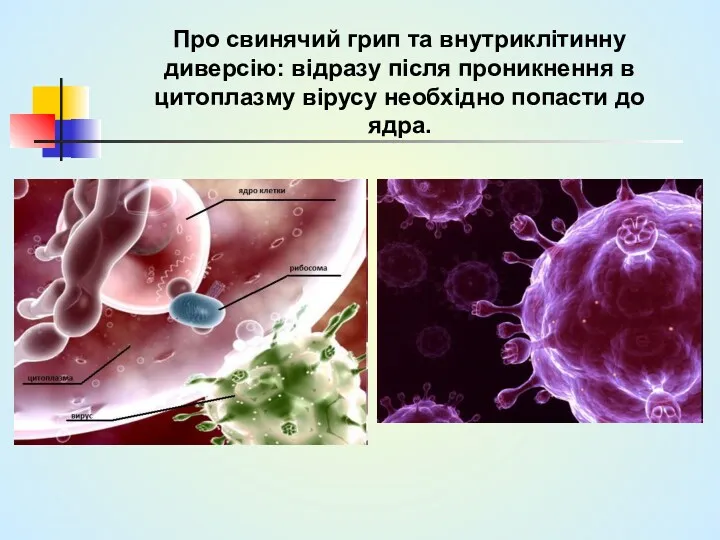 Про свинячий грип та внутриклітинну диверсію: відразу після проникнення в цитоплазму вірусу необхідно попасти до ядра.