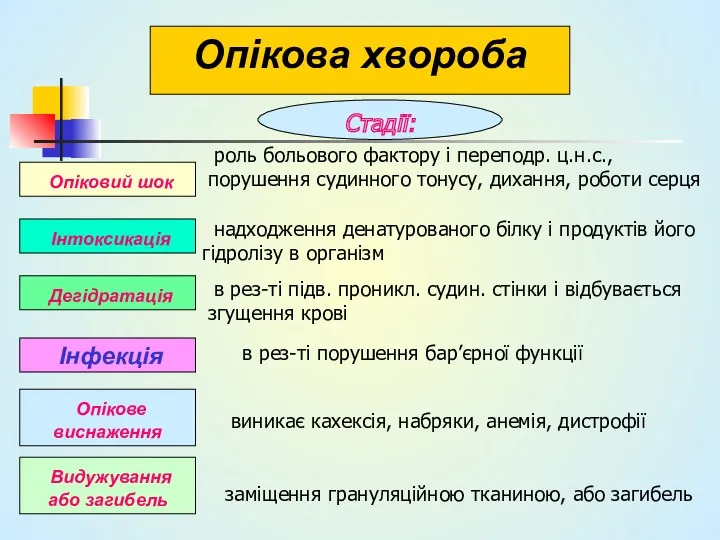 Опікова хвороба Опіковий шок Стадії: Інтоксикація Дегідратація Інфекція Опікове виснаження