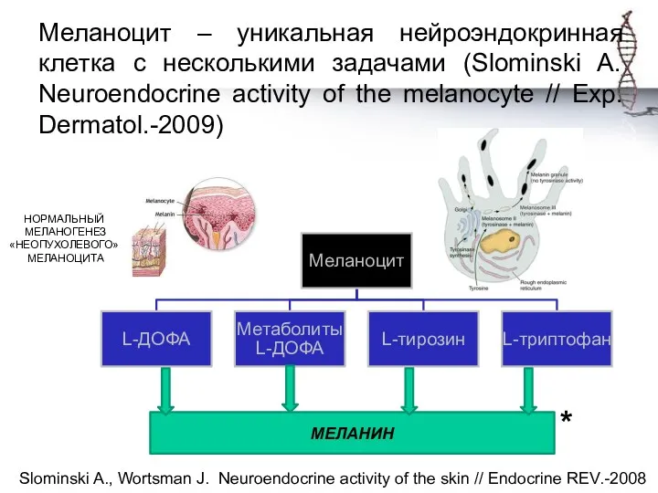 Меланоцит – уникальная нейроэндокринная клетка с несколькими задачами (Slominski A.