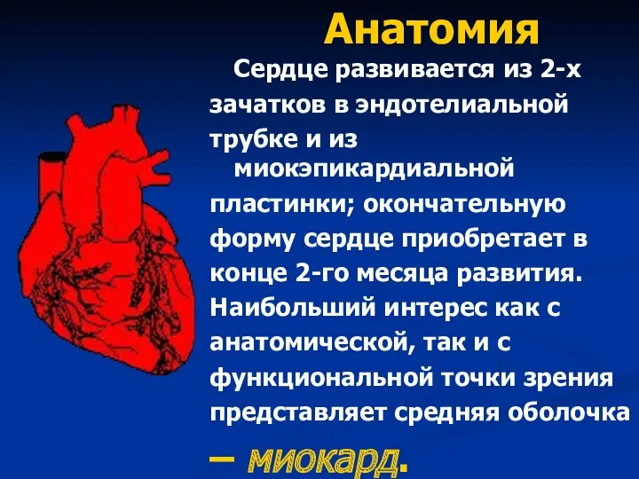 Анатомия Сердце развивается из 2-х зачатков в эндотелиальной трубке и