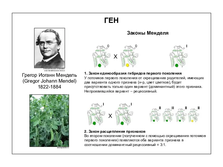 ГЕН Законы Менделя 1. Закон единообразия гибридов первого поколения У