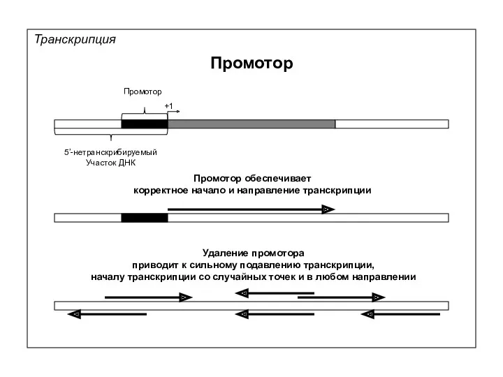 Транскрипция Промотор +1 5’-нетранскрибируемый Участок ДНК Промотор Промотор обеспечивает корректное