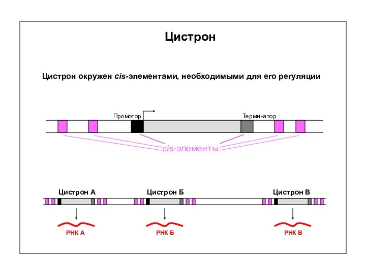 Цистрон Промотор Терминатор cis-элементы РНК А РНК Б РНК В