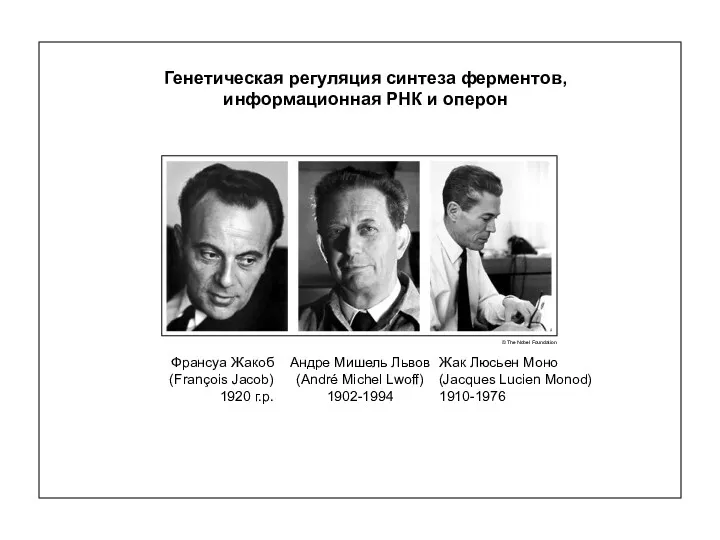 Генетическая регуляция синтеза ферментов, информационная РНК и оперон