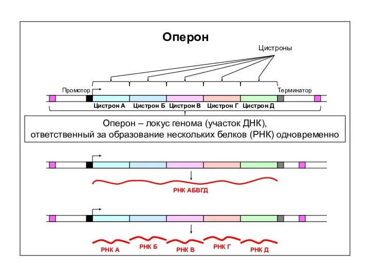 Оперон Оперон – локус генома (участок ДНК), ответственный за образование