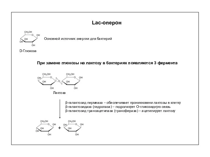 Lac-оперон D-Глюкоза Основной источник энергии для бактерий Лактоза β-галактозид пермеаза