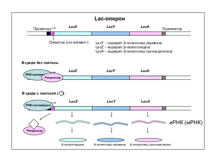 Lac-оперон Промотор Терминатор Оператор (cis-элемент) LacZ LacY LacA LacY –
