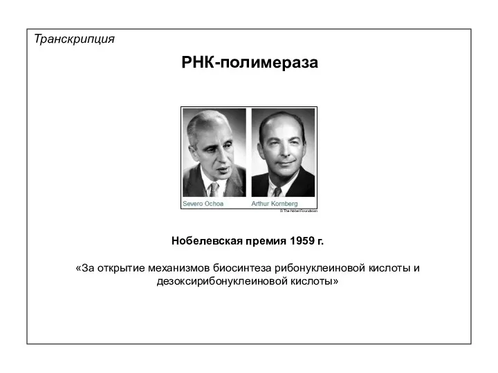 Транскрипция РНК-полимераза Нобелевская премия 1959 г. «За открытие механизмов биосинтеза