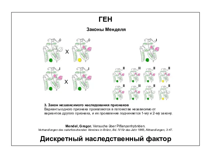 ГЕН Законы Менделя 3. Закон независимого наследования признаков Варианты одного