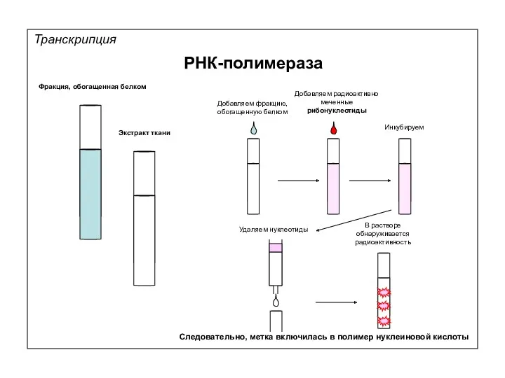 Транскрипция РНК-полимераза Фракция, обогащенная белком Экстракт ткани Добавляем фракцию, обогащенную