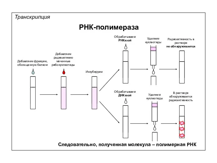 Удаляем нуклеотиды Транскрипция РНК-полимераза Добавляем фракцию, обогащенную белком Добавляем радиоактивно