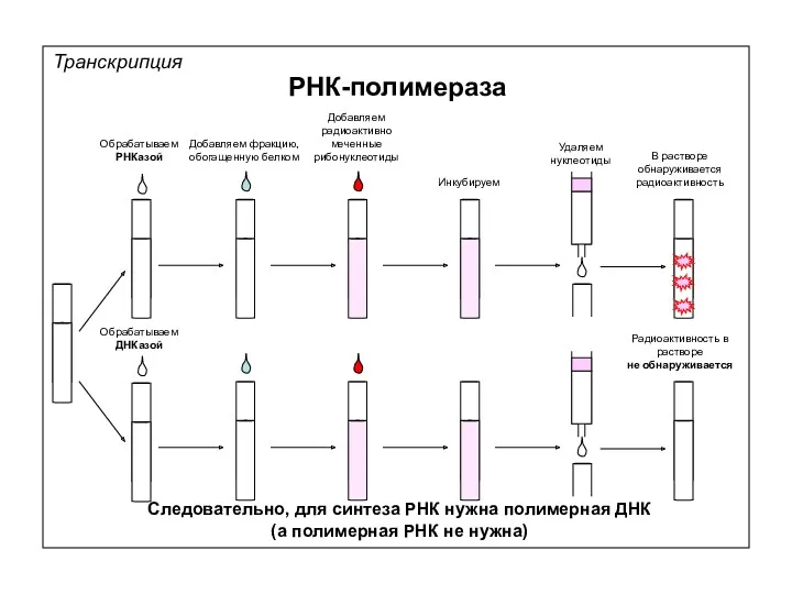 Транскрипция РНК-полимераза Добавляем фракцию, обогащенную белком Добавляем радиоактивно меченные рибонуклеотиды