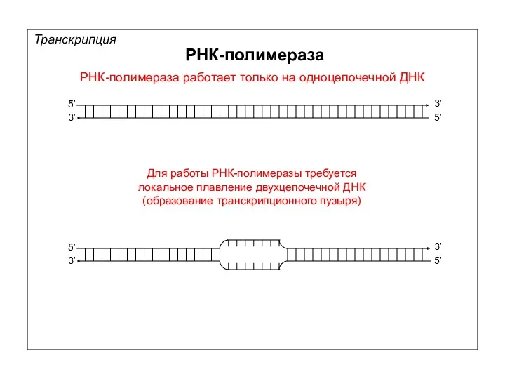 РНК-полимераза работает только на одноцепочечной ДНК Для работы РНК-полимеразы требуется
