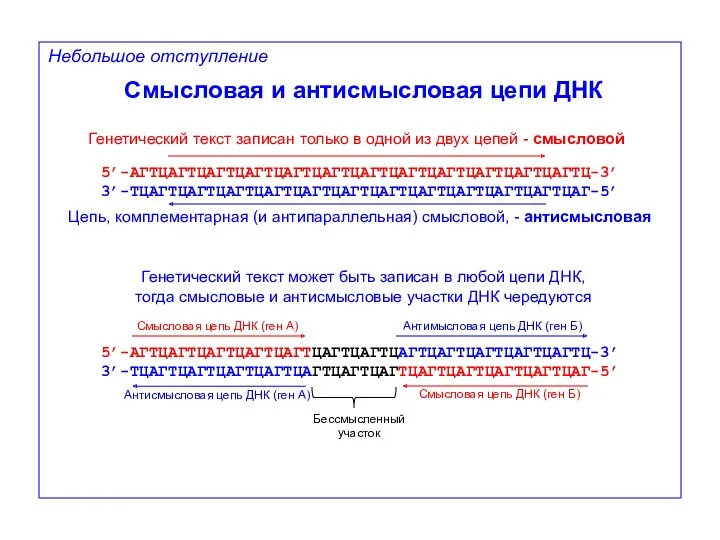 Антимысловая цепь ДНК (ген Б) Антисмысловая цепь ДНК (ген А)