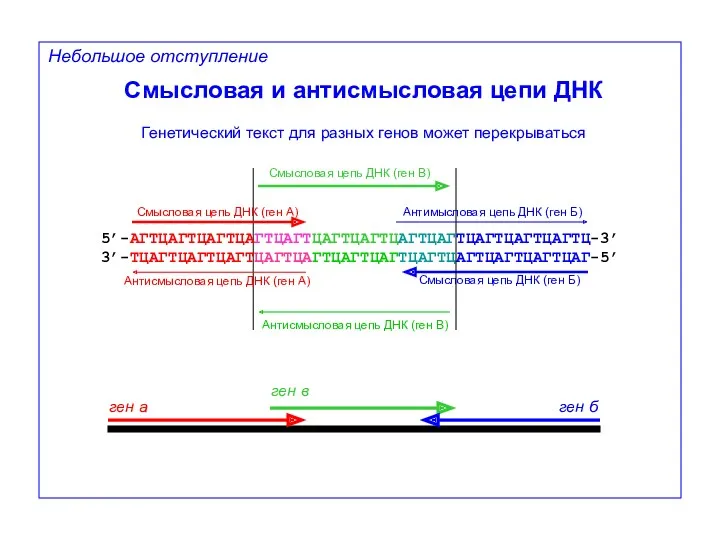 Антимысловая цепь ДНК (ген Б) Антисмысловая цепь ДНК (ген А)