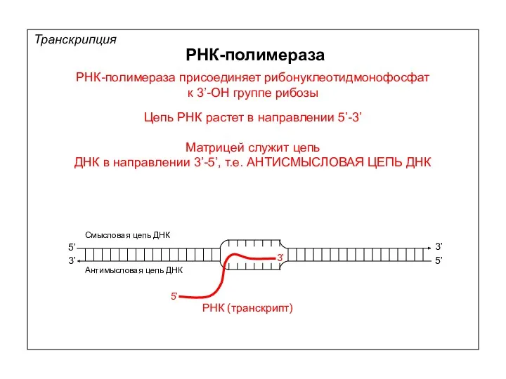 РНК-полимераза РНК-полимераза присоединяет рибонуклеотидмонофосфат к 3’-ОН группе рибозы Цепь РНК