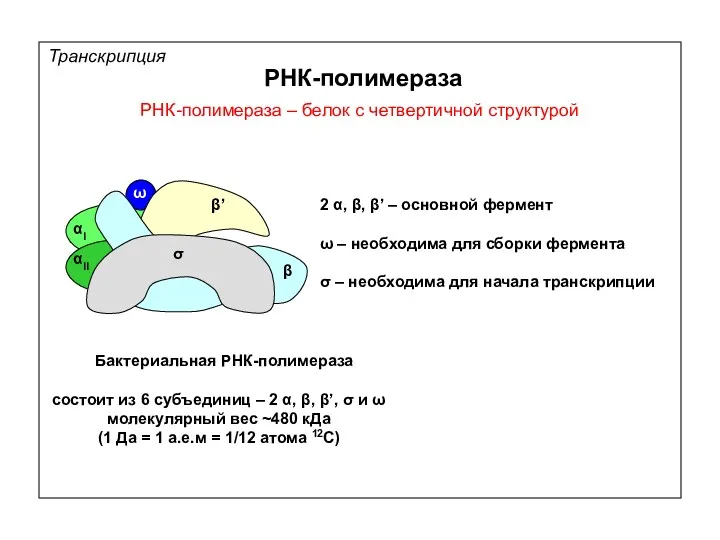 РНК-полимераза РНК-полимераза – белок с четвертичной структурой Транскрипция β β’