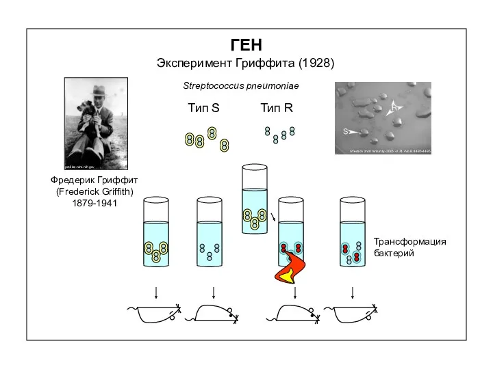 ГЕН Streptococcus pneumoniae Эксперимент Гриффита (1928) Тип S Тип R Трансформация бактерий