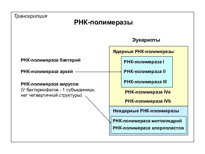 РНК-полимеразы Транскрипция Эукариоты РНК-полимераза бактерий РНК-полимераза I РНК-полимераза II РНК-полимераза