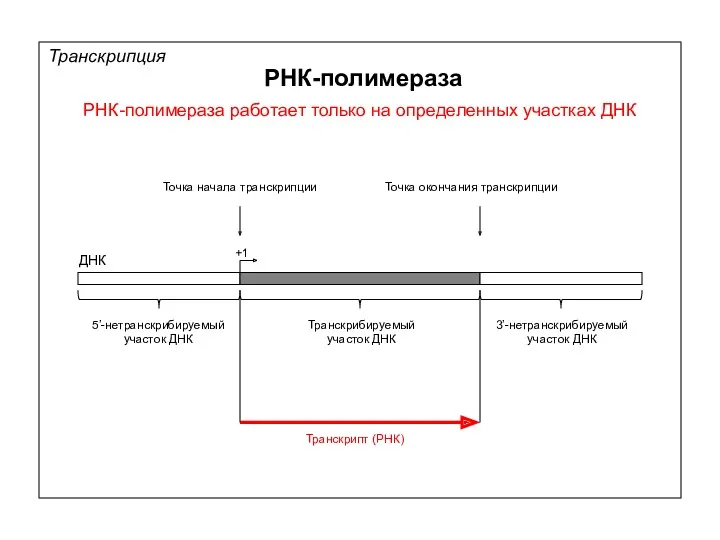 РНК-полимераза РНК-полимераза работает только на определенных участках ДНК Транскрипция ДНК