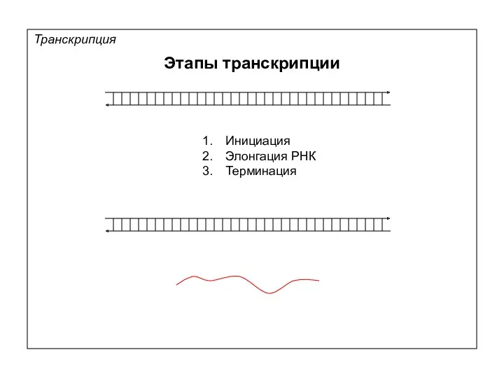 Транскрипция Этапы транскрипции Инициация Элонгация РНК Терминация