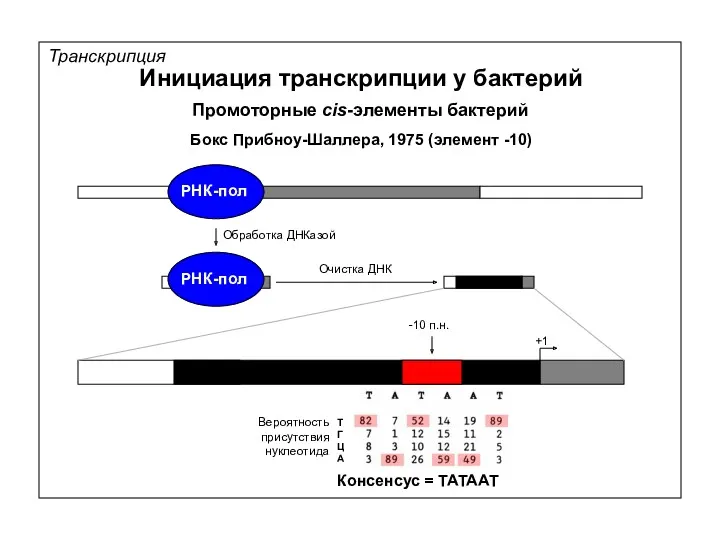 Транскрипция Инициация транскрипции у бактерий Промоторные cis-элементы бактерий +1 Бокс