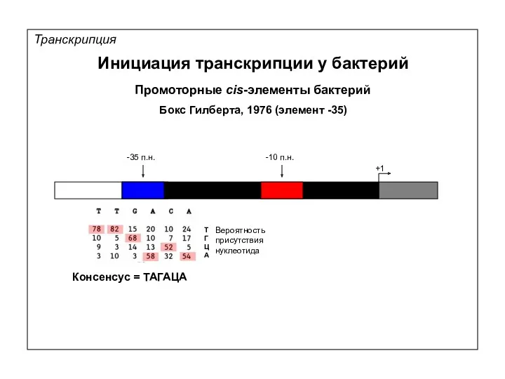 Транскрипция Инициация транскрипции у бактерий Промоторные cis-элементы бактерий +1 Бокс