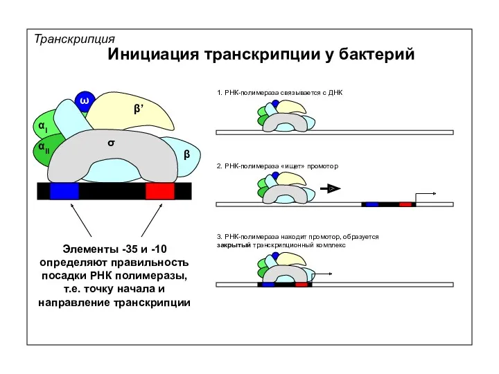 Транскрипция Инициация транскрипции у бактерий 1. РНК-полимераза связывается с ДНК