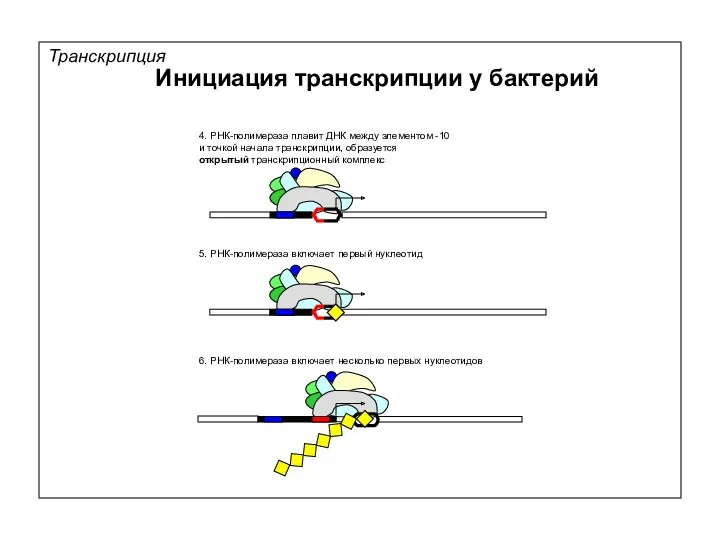 Транскрипция Инициация транскрипции у бактерий 6. РНК-полимераза включает несколько первых