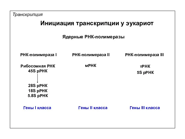 РНК-полимераза I РНК-полимераза II РНК-полимераза III Ядерные РНК-полимеразы Транскрипция Рибосомная