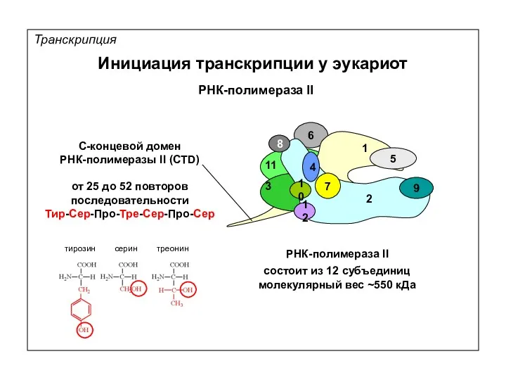 Транскрипция РНК-полимераза II С-концевой домен РНК-полимеразы II (CTD) РНК-полимераза II