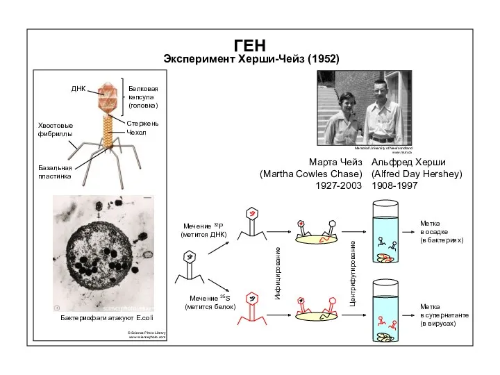 ГЕН Эксперимент Херши-Чейз (1952) Мечение 32P (метится ДНК) Мечение 35S