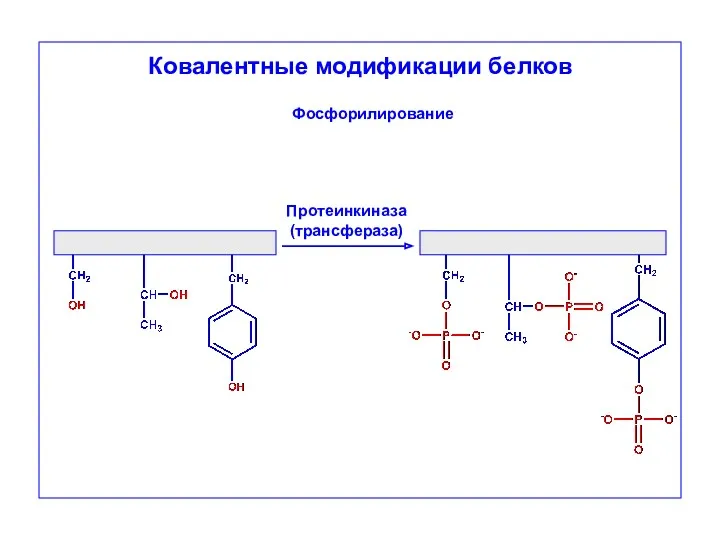 Ковалентные модификации белков Протеинкиназа (трансфераза) Фосфорилирование
