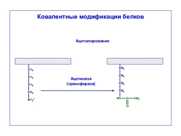 Ковалентные модификации белков Ацетилаза (трансфераза) Ацетилирование