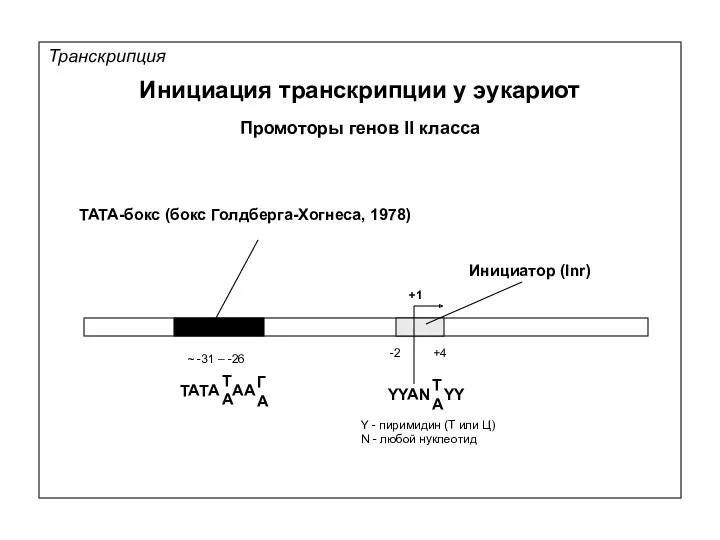 Транскрипция Инициация транскрипции у эукариот Промоторы генов II класса ТАТА-бокс