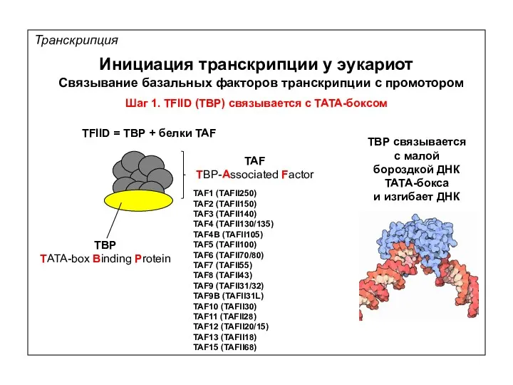 Транскрипция Инициация транскрипции у эукариот Связывание базальных факторов транскрипции с