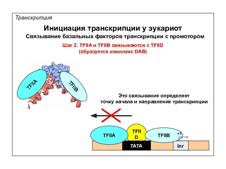 TFIID Транскрипция Инициация транскрипции у эукариот Связывание базальных факторов транскрипции