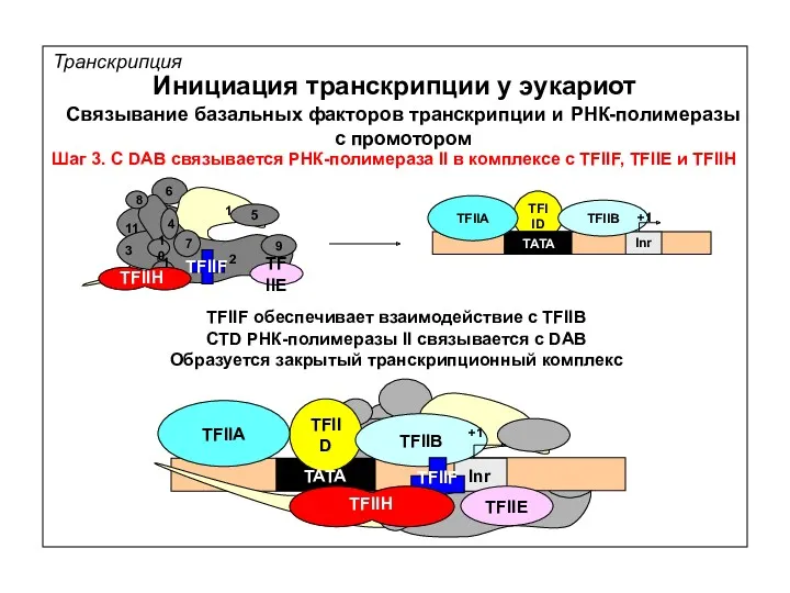 TFIID Транскрипция Инициация транскрипции у эукариот Связывание базальных факторов транскрипции