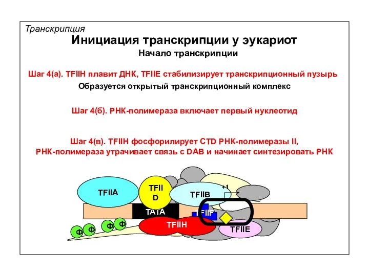 Транскрипция Инициация транскрипции у эукариот Начало транскрипции Шаг 4(а). TFIIH