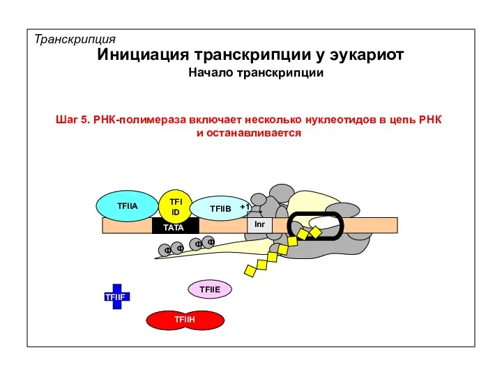 Транскрипция Инициация транскрипции у эукариот Шаг 5. РНК-полимераза включает несколько