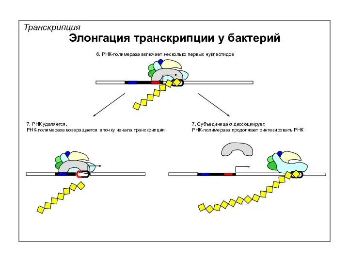 Транскрипция Элонгация транскрипции у бактерий 6. РНК-полимераза включает несколько первых