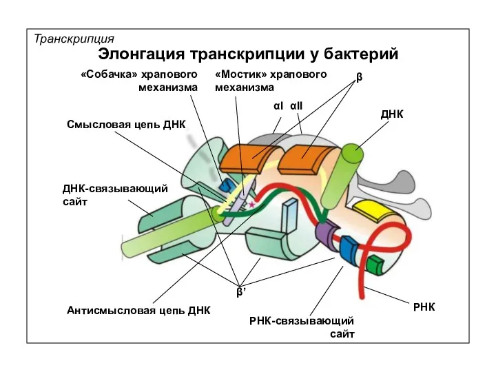 Транскрипция Элонгация транскрипции у бактерий αII αI β β’ ДНК