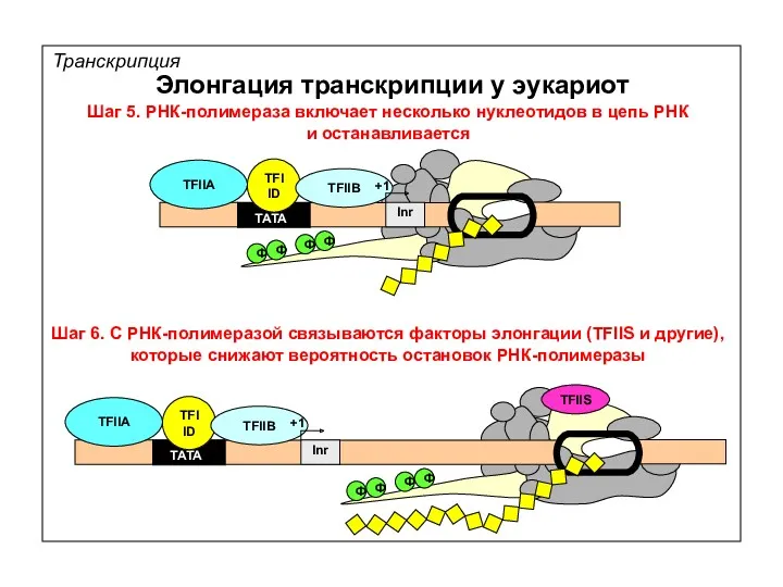 Транскрипция Элонгация транскрипции у эукариот TATA TFIIA TFIID TFIIB Inr