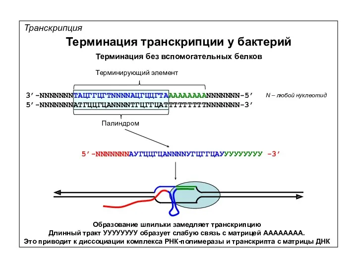 Транскрипция Терминация транскрипции у бактерий 3’-NNNNNNNТАЦГГЦГТNNNNАЦГЦЦГТАААААААААNNNNNNN-5’ 5’-NNNNNNNАТГЦЦГЦАNNNNТГЦГГЦАТТТТТТТТТNNNNNNN-3’ Терминирующий элемент Палиндром