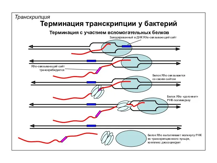 Белок Rho связывается со своим сайтом Транскрипция Терминация транскрипции у