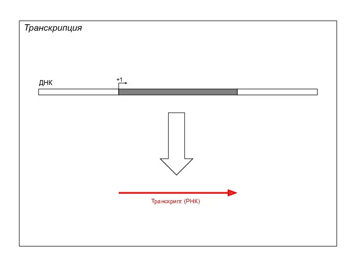 Транскрипция ДНК +1 Транскрипт (РНК)