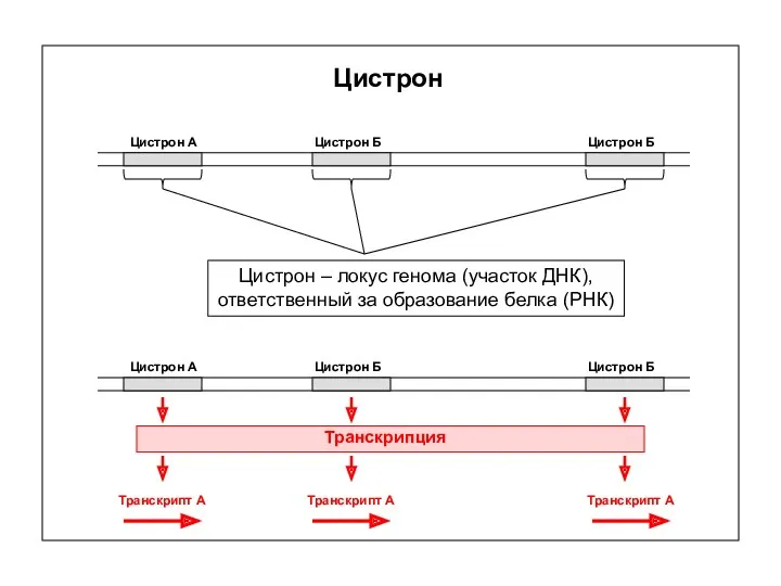 Цистрон Цистрон – локус генома (участок ДНК), ответственный за образование