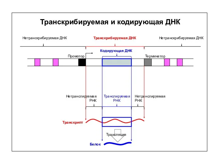 Транскрибируемая и кодирующая ДНК Промотор Терминатор Транскрибируемая ДНК Транскрипт Нетранскрибируемая