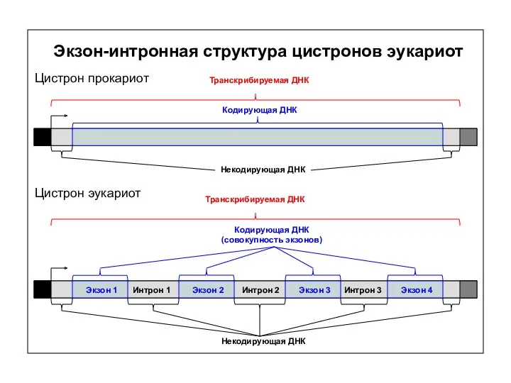 Экзон-интронная структура цистронов эукариот Транскрибируемая ДНК Кодирующая ДНК Цистрон прокариот